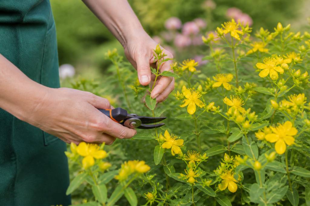Taille du millepertuis : quand et comment la réaliser pour une floraison abondante