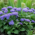 Ageratum plants : guide de culture et d’entretien au jardin