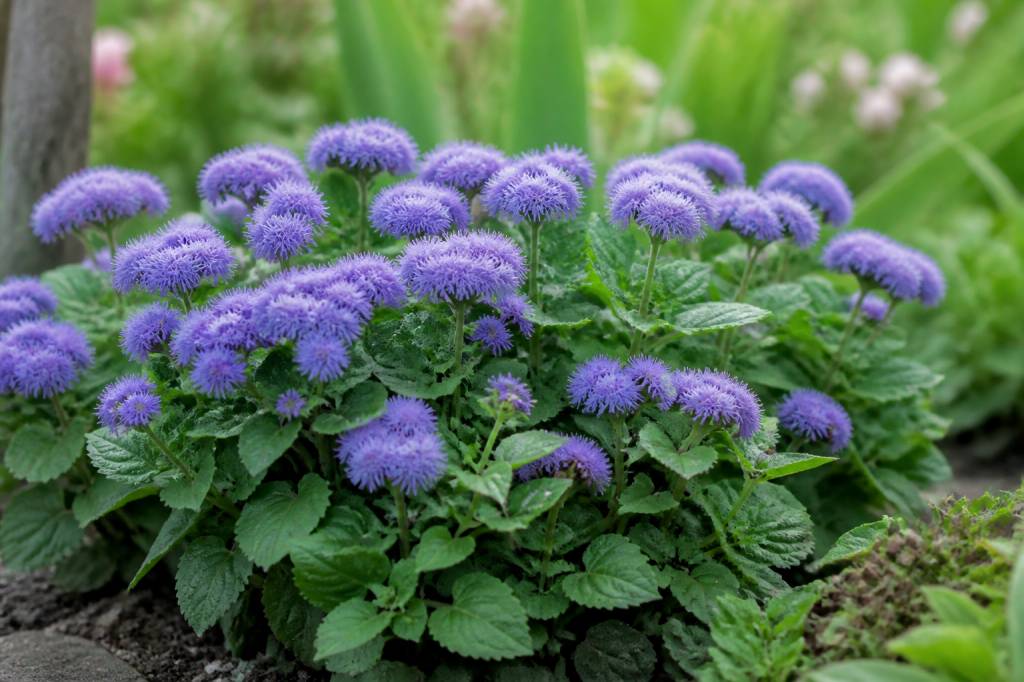 Ageratum plants : guide de culture et d’entretien au jardin