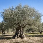Olivier coton blanc : caractéristiques, culture et conseils d’entretien