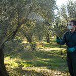 Dosage bouillie bordelaise pour olivier : conseils d’application et précautions