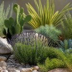 10 plantes faciles qui résistent au manque d'eau