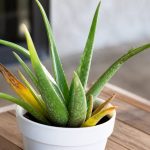 Aloe vera malade : causes, symptômes et solutions pour le soigner