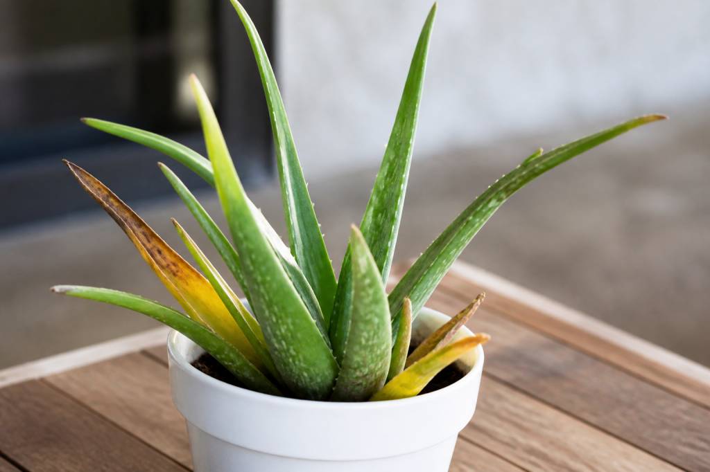 Aloe vera malade : causes, symptômes et solutions pour le soigner