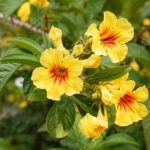 Anisodontea el rayo entretien : conseils de culture et de floraison