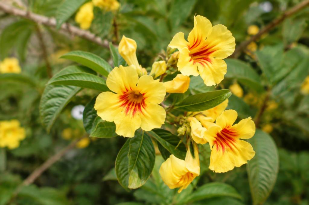 Anisodontea el rayo entretien : conseils de culture et de floraison