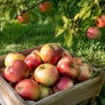 Variétés de pommes anciennes : les meilleures à cultiver dans son jardin