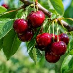 Cerise summit : caractéristiques, culture et conseils de plantation