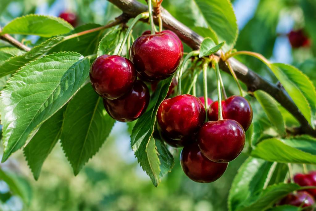 Cerise summit : caractéristiques, culture et conseils de plantation