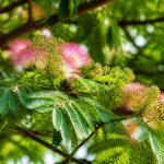 Arbre à perruches : culture, entretien et conseils de plantation