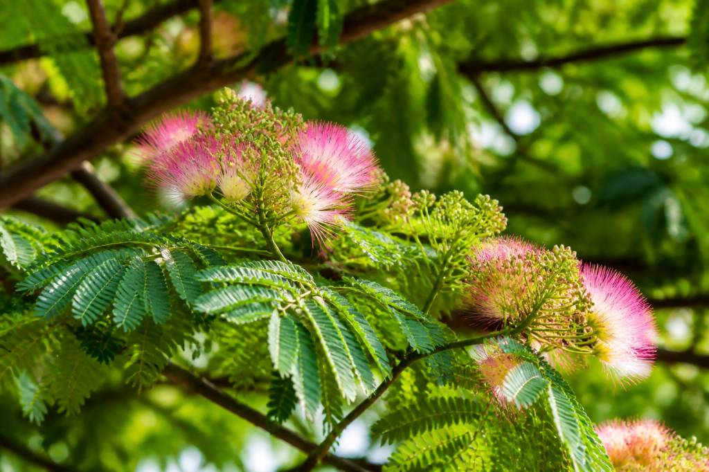 Arbre à perruches : culture, entretien et conseils de plantation