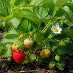 Fraisier manille : conseils de culture, plantation et entretien