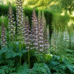 Acanthe exposition : où planter l’acanthe au jardin ?