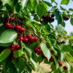 Arbre a griottes : conseils de culture, de taille et de récolte