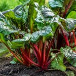 Variété de bigarreau : les meilleures variétés à planter au jardin