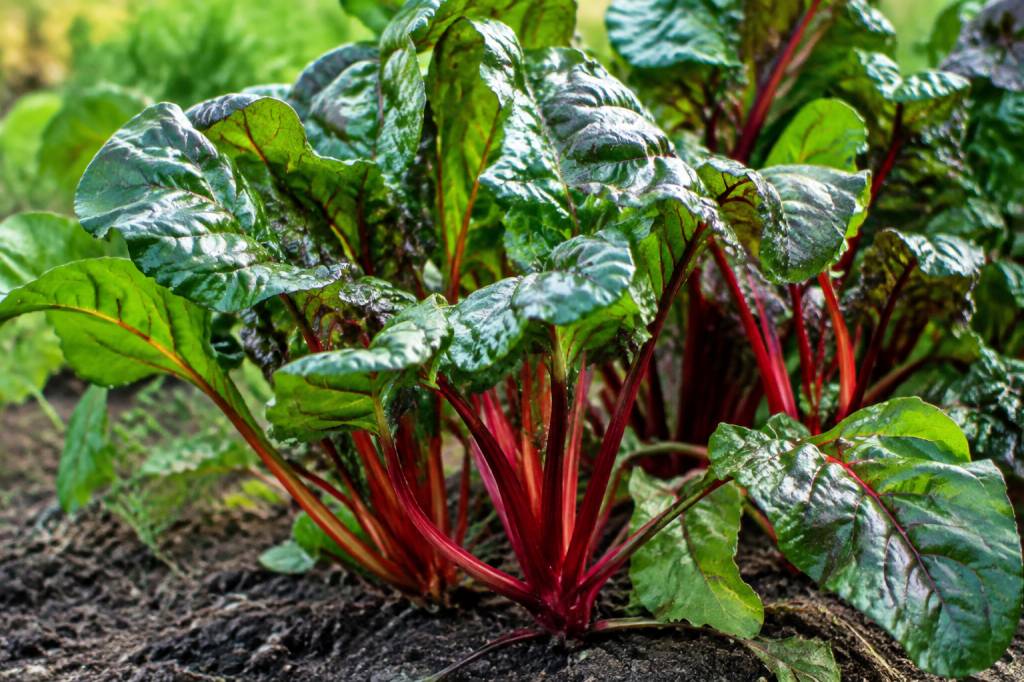 Variété de bigarreau : les meilleures variétés à planter au jardin