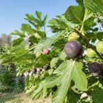 Figuier miel : conseils de culture et variétés à découvrir