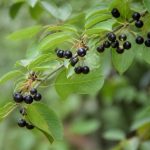 Arbre à baies noires : espèces, culture et conseils d’entretien