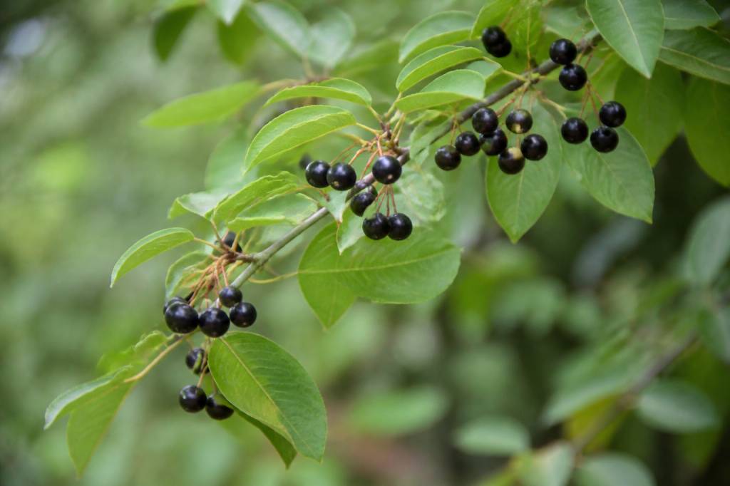 Arbre à baies noires : espèces, culture et conseils d’entretien