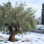Quelle variété d'olivier résistant au froid choisir pour son jardin ?