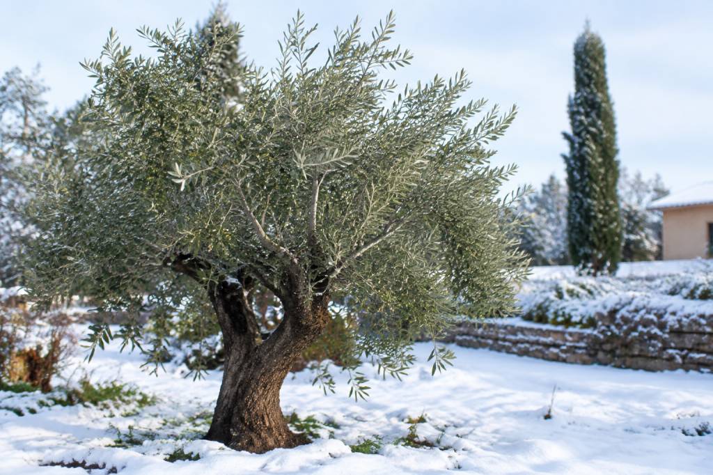Quelle variété d&rsquo;olivier résistant au froid choisir pour son jardin ?