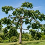 Arbres helicopteres : caractéristiques, entretien et conseils de culture
