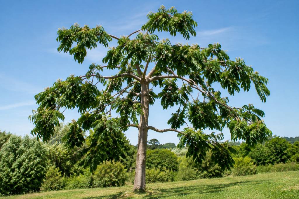 Arbres helicopteres : caractéristiques, entretien et conseils de culture