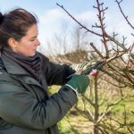 Calendrier taille arbre fruitier : les périodes idéales selon chaque espèce