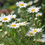 Anthémis fleur : conseils de culture, entretien et floraison au jardin