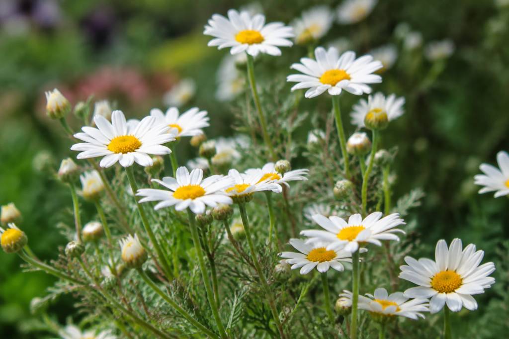 Anthémis fleur : conseils de culture, entretien et floraison au jardin