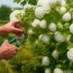 Arbre boule de neige taille : quand et comment le tailler