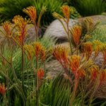Anigozanthos : culture, entretien et conseils pour une floraison réussie