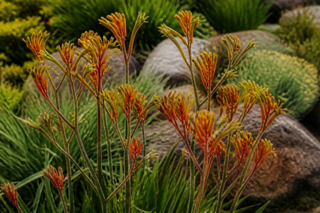 Anigozanthos : culture, entretien et conseils pour une floraison réussie
