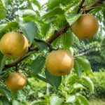 Nashi niitaka : culture, plantation et conseils d’entretien