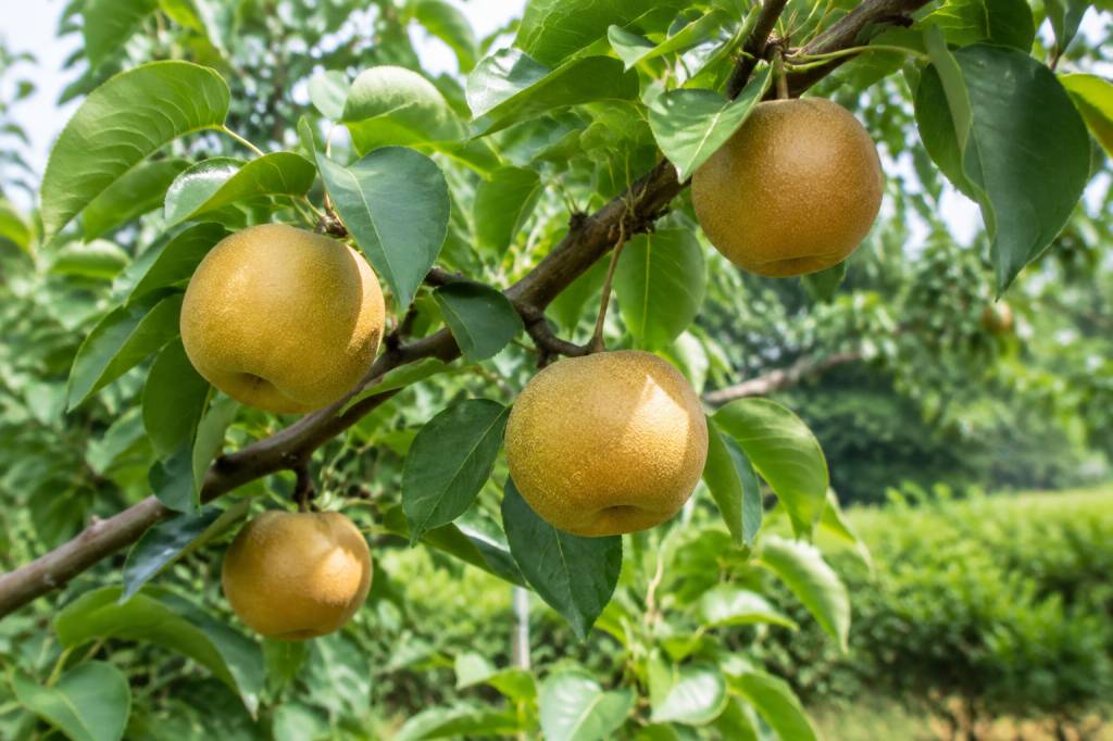 Nashi niitaka : culture, plantation et conseils d’entretien