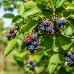 Fruit de l'amélanchier : bienfaits, récolte et utilisations au jardin