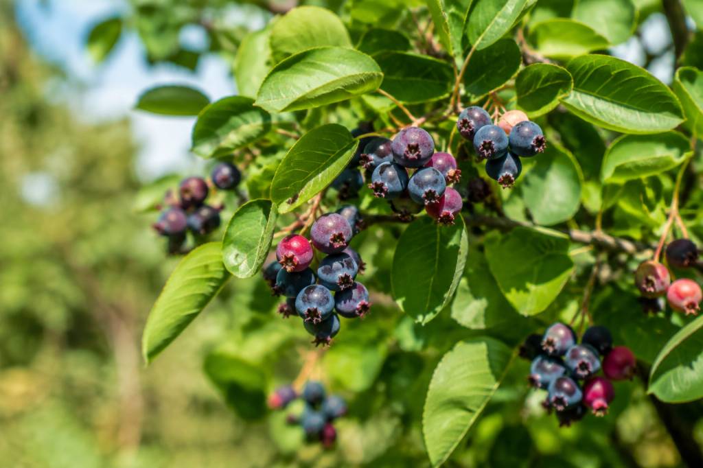 Fruit de l&rsquo;amélanchier : bienfaits, récolte et utilisations au jardin