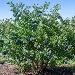 Arbre myrtillier : quelle est sa taille adulte ?