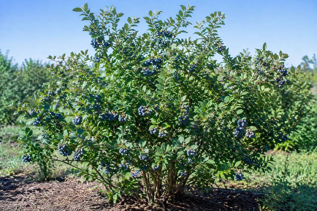 Arbre myrtillier : quelle est sa taille adulte ?