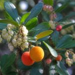 Arbousier croissance : tout savoir pour favoriser son développement au jardin