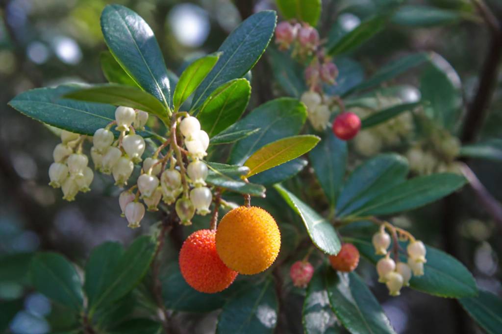 Arbousier croissance : tout savoir pour favoriser son développement au jardin
