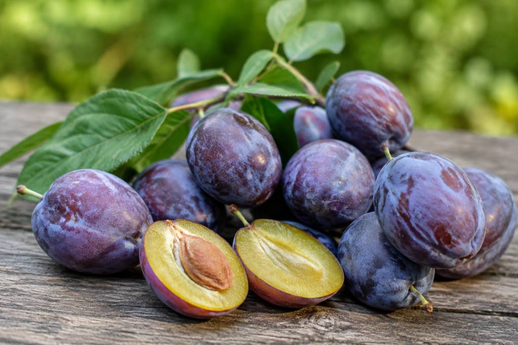 Reine claude violette : conseils de culture, de plantation et de récolte