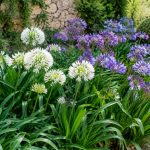 Ail d’ornement et agapanthe : comment les associer au jardin