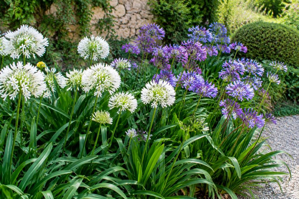 Ail d’ornement et agapanthe : comment les associer au jardin