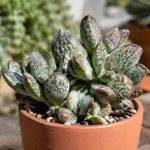 Adromischus : conseils de culture et d’entretien pour une plante succulente