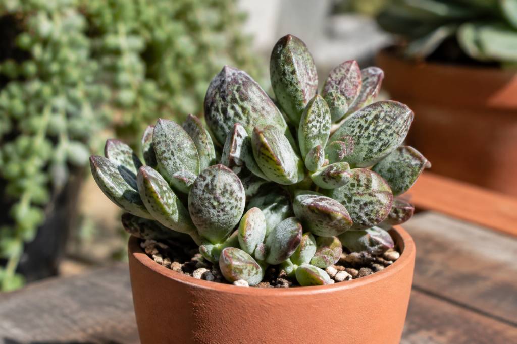 Adromischus : conseils de culture et d’entretien pour une plante succulente