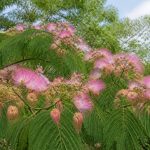 Albizia terre de bruyère : conseils pour réussir sa plantation et sa culture