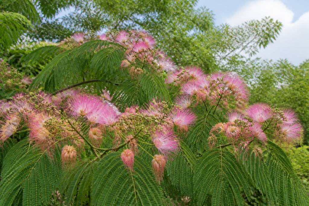 Albizia terre de bruyère : conseils pour réussir sa plantation et sa culture