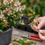 Abelia bouture : guide pratique pour réussir la multiplication et l’entretien de l’arbuste
