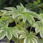 Aralia du japon entretien : conseils pour une plante saine et vigoureuse